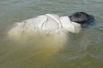 RESCUES, CASUALTY, UNCONSCIOUS, FLOATING
Unconscious casualties need detailed attention after you get everybody out 7